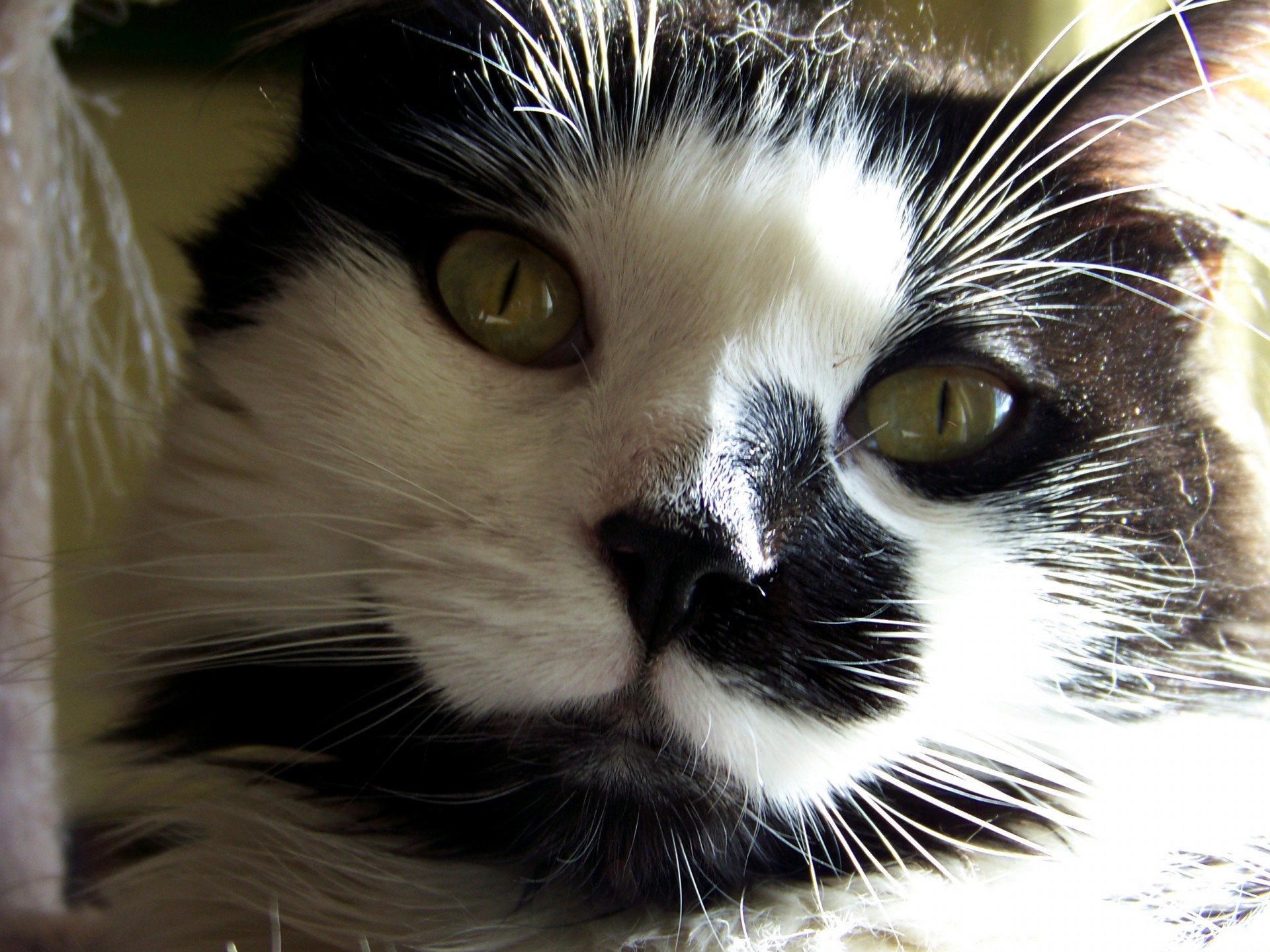 cat